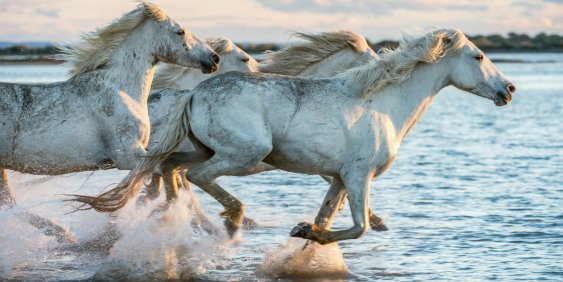 Horses running through water