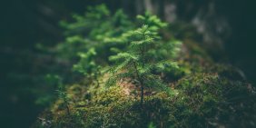 Counting nature because nature counts