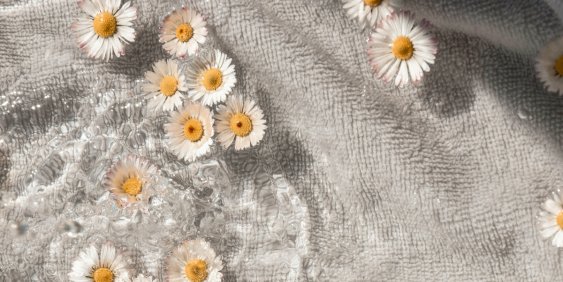 Daisies
