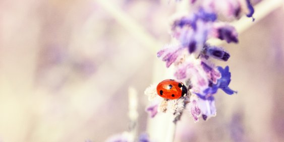 Ladybird on a flower