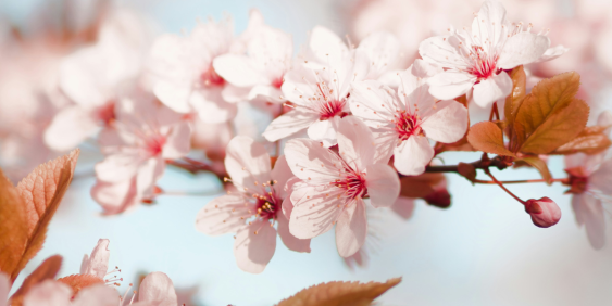 blossoms
