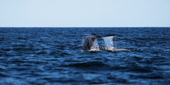 Whale tail in ocean