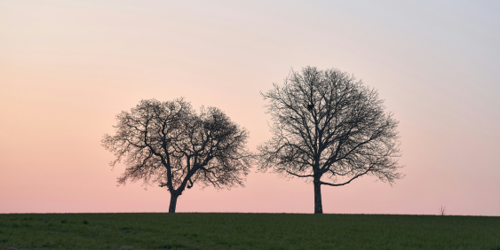 trees against pink sky