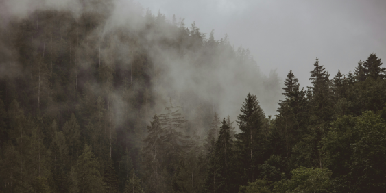 misty forest