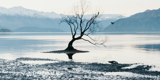 tree in a lake