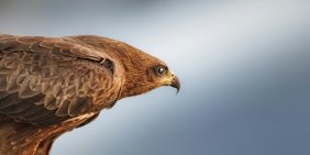 Watts urges directors to lead on climate