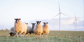 What are carbon offsets? Are they a credible climate solution?