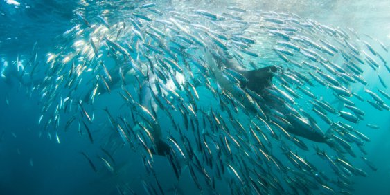 Dolphin swimming with fish