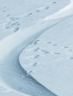 When nature becomes real in the boardroom