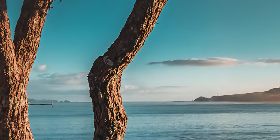 A view of a seascape through the branches of a tree