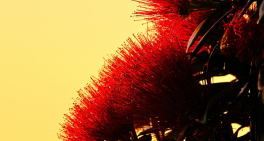 The Chairperson’s Guide to Valuing Nature