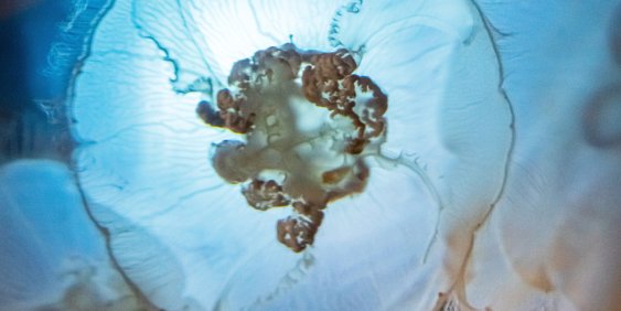 Close up of a Moon Jellyfish