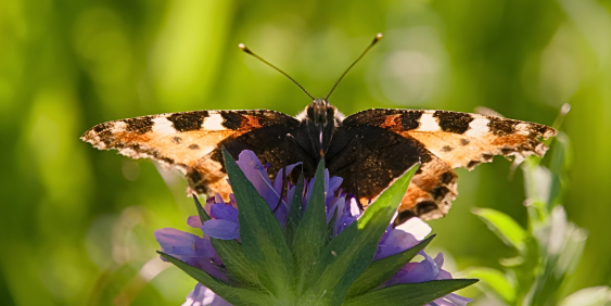 butterfly