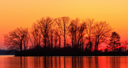 Responding to nature-related risk in the boardroom