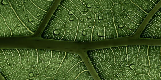 Close up of veins of a leaf covered in water droplets