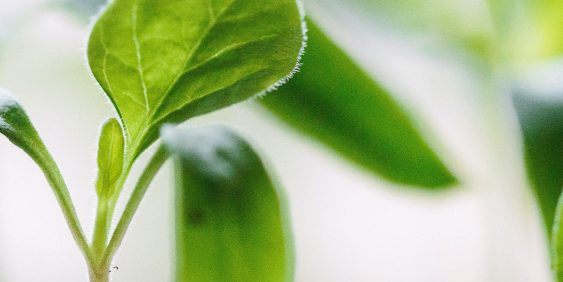 Close-up of a seedling plant