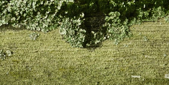 Close up view of moss