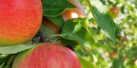 Close-up of ripe apples on a branch
