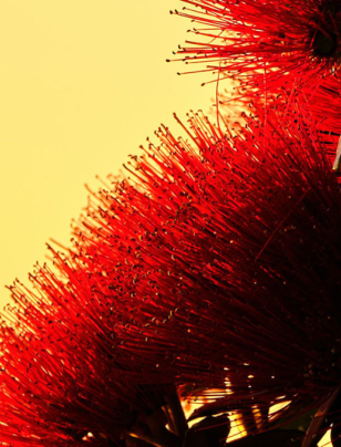 The Chairperson’s Guide to Valuing Nature