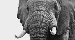 Governing for nature: Strengthening strategy risk and long-term value