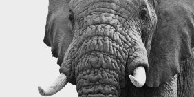 Governing for nature: Strengthening strategy risk and long-term value