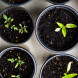 Not-for-Profit Governance Essentials
