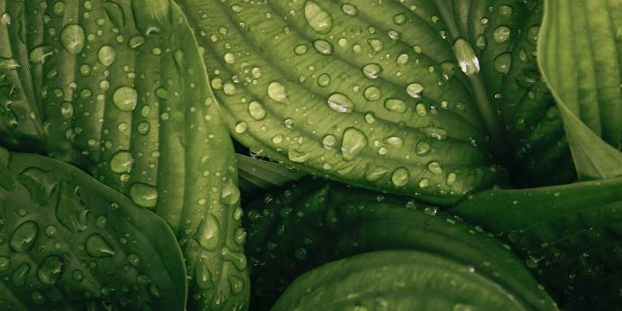 Green leaves with dew