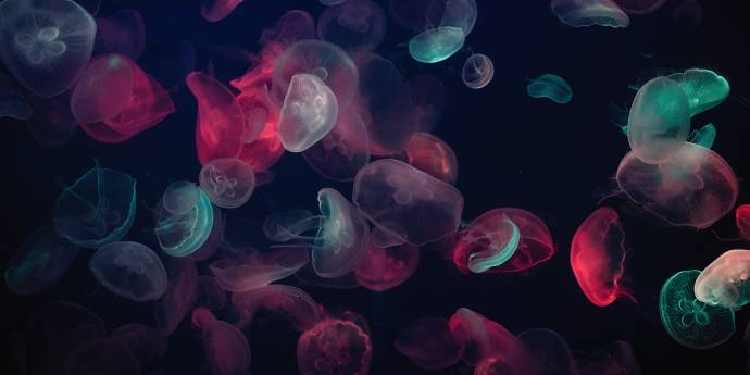jelly fish in a dark sea