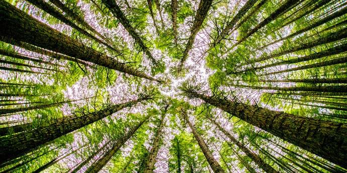 Looking up within a grove of pine trees