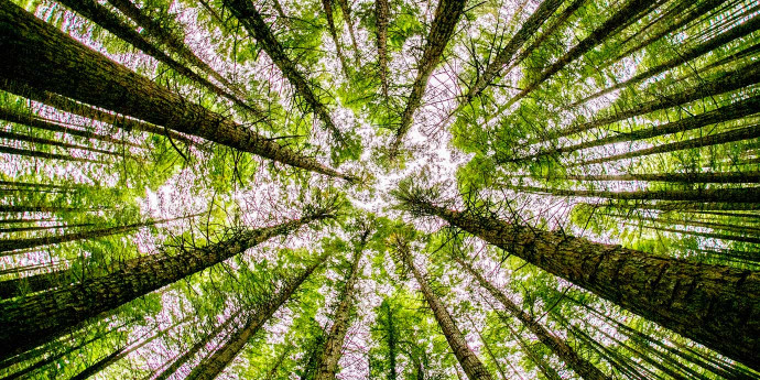 looking up at a group of trees