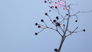 Connecting directors with not-for-profit boards