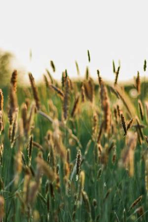 The climate change challenge to agriculture