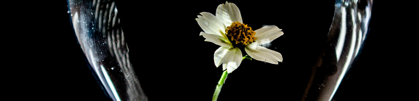 A vibrant flower growing inside a clear light bulb, symbolizing creativity and the fusion of nature and technology.