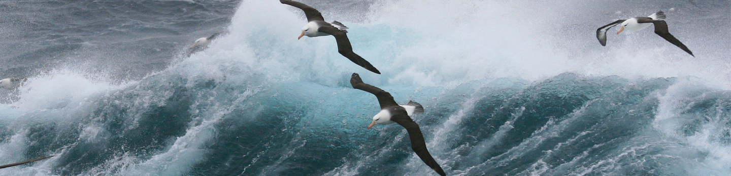 Seabirds soaring over crashing blue ocean waves, conveying a sense of movement against a dynamic, powerful seascape backdrop.