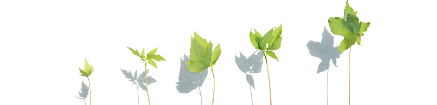A cluster of young green plants sprouting on a clean white surface, showcasing their fresh growth and vitality.