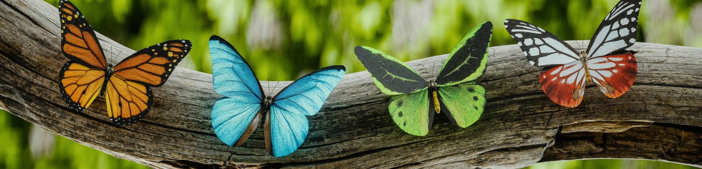 Four vibrant butterflies rest on a curved tree branch against a blurred green background.