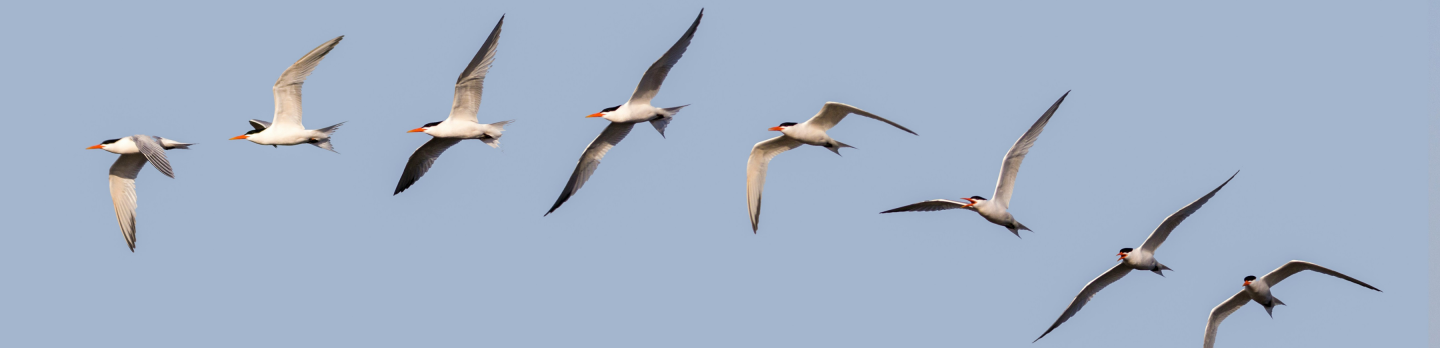 Flock of seven birds with black-tipped wings soar gracefully across a clear blue sky, evoking a sense of freedom and harmony in nature.
