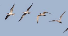 Governing climate risk at the capital’s airport