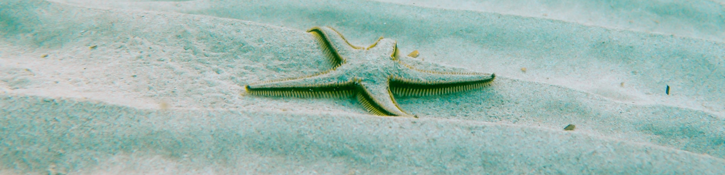  A close-up of a starfish on the sand, highlighting its unique shape and natural color against the beach backdrop.