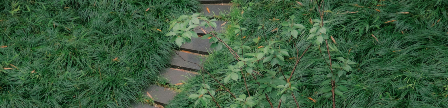 A narrow stone path meanders through dense, lush green grass and bushes, creating a serene, natural atmosphere. Gentle, diffused lighting enhances tranquility.