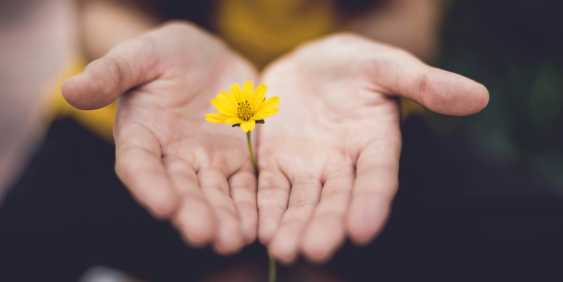 A person gently holds a vibrant yellow flower in their hands, showcasing its delicate petals and bright color.