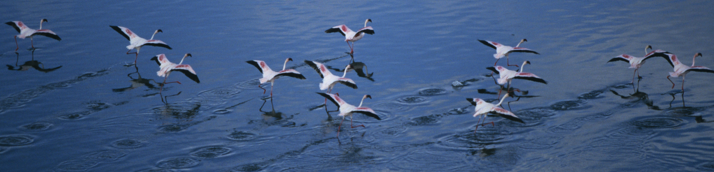 A flock of flamingos gracefully skims across a calm blue lake, creating a serene and harmonious scene.