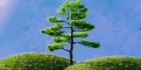 Can forestry change before calamity forces it to? 
