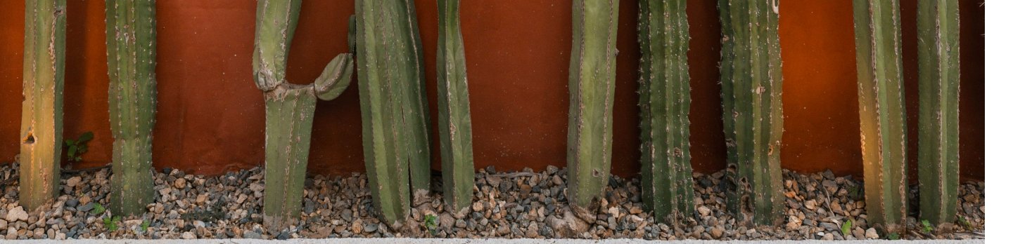 Tall green cacti stand in gravel against a vibrant orange wall, creating a striking contrast. The scene is calm and minimalist.