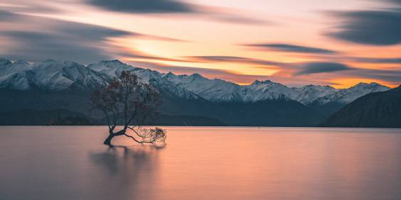 Wanaka tree sunset