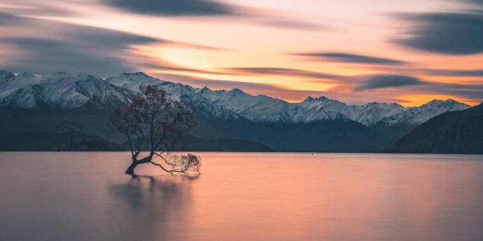 Wanaka tree sunset