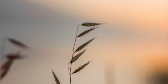 A tall grass plant swaying gently in the breeze against a clear blue sky.