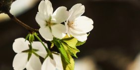 Economic recovery brings opportunities – and risks – for boards