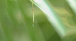 Why independent chairs matter for water governance