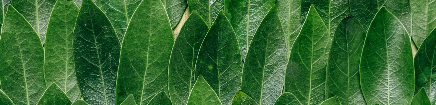 Close-up of overlapping green leaves arranged in neat vertical rows. The leaves' varying shades of green create a natural, calming pattern.